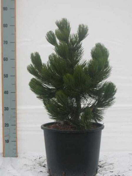 Pinus heldreichii 'Compact Gem' / Kompakte Schlangenhautkiefer / Zwerg-Schlangenhautkiefer