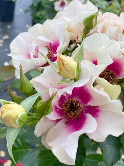 Beetrose Rosa 'SEE YOU ® in purple' mit cremeweißen, ungefüllten Blüten und purpurfarbenem Zentrum sowie Knospen und grünem Laub