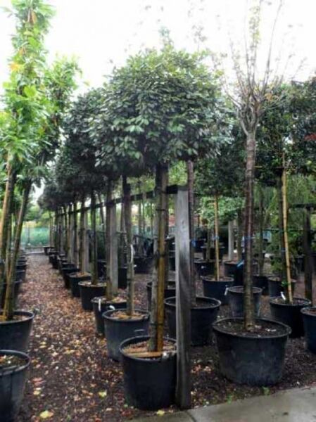 Wintergrüne Ölweide (Elaeagnus ebbingei) Kugel auf Stamm, Hochstamm im Container mit kugelförmiger Krone in Baumschule.