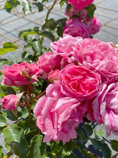 Beetrose 'Moin Moin' / Beetrose 'Moin Moin'