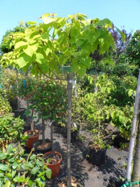 Gold-Trompetenbaum / Catalpa bignonioides 'Aurea'