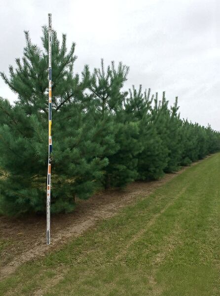 Pinus sylvestris (Gewöhnliche Kiefer/Föhre/Wald-Kiefer) in Baumschulreihe, 400–450 cm, mit Maßstab zur Höhenanzeige
