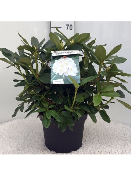 Rhododendron Hybride 'Cunningham's White' (Rhododendron 'Cunningham's White') 50-60 cm C10 im Topf, grünes Laub, Knospenansatz.