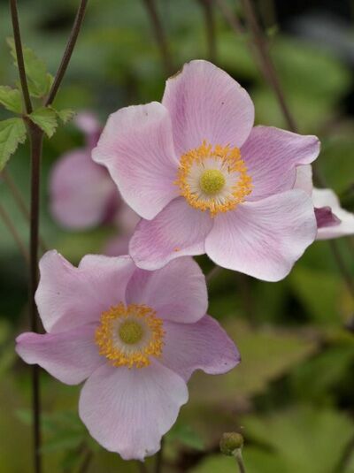 Anemone hupehensis 'Ouvertüre / Herbst-Anemone 'Ouvertüre'