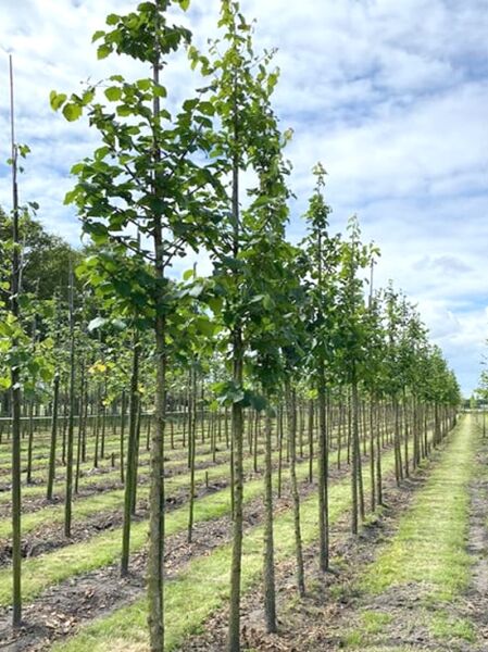 Corylus colurna (Baum-Hasel) Türkische Hasel Hochstamm 8-10 StU m. B., junger Baum mit geradem Stamm und grünen Blättern.