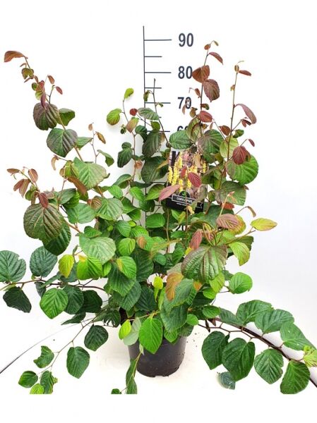 Chinesische Scheinhasel 'Spring Purple' / Corylopsis sinensis 'Spring Purple'