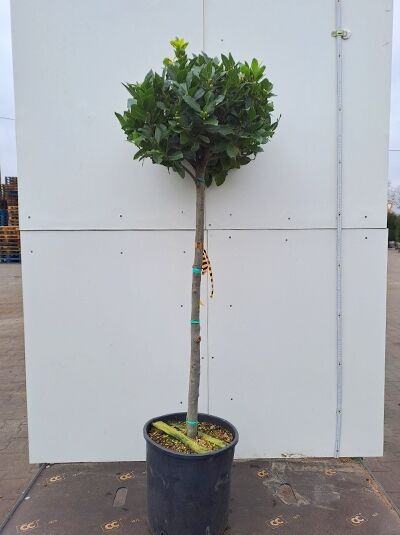 Laurus nobilis (Echter Küchenlorbeer) als Hochstamm, ca. 80 cm, C15-Topf, dicht belaubte Krone