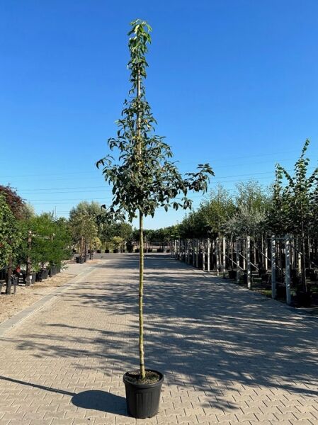 Laburnum anagyroides (Gemeiner Goldregen) Hochstamm 10-12 StU im Container, schlanker Stamm mit belaubter Krone im Topf