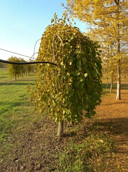 Morus alba 'Pendula' / Hängender weißer Maulbeerbaum 'Pendula' Hochstamm, hängende Krone mit grünem Laub.