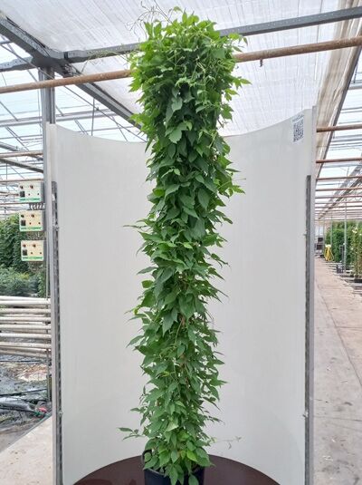 Weiße Anemonen-Waldrebe Clematis montana 'Grandiflora' 175-200 cm C20, kletternde Pflanze mit grünem Laub am Rankstab