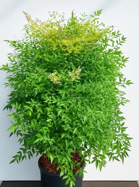 Nandina domestica 'Magical Lemon and Lime'® (Heiliger Bambus/Himmelsbambus), 80–100 cm, im Topf C35 mit grün-gelbem Laub.