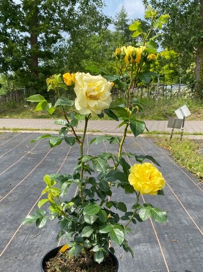 Rosa 'Lichtkönigin Lucia ®' / Strauchrose 'Lichtkönigin Lucia' A-Qualität C5, Strauchrose mit gelben Blüten und Knospen im Topf