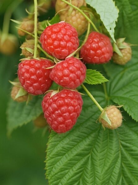 Rubus idaeus 'Heritage' / Himbeere 'Heritage' mit reifen roten Früchten am Trieb und grünen Blättern