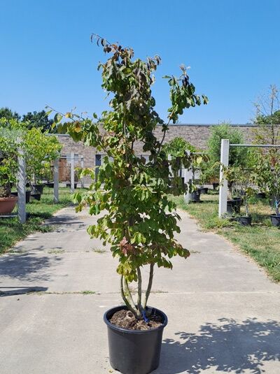 Eisenholzbaum / Parrotie 175-200 cm mehrstämmig / Parrotia persica (876128)