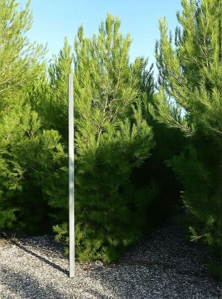 Pinus pinaster (Seekiefer/Strandkiefer) 350–400 cm im Container C300, dicht verzweigter Nadelbaum in Baumschulqualität.