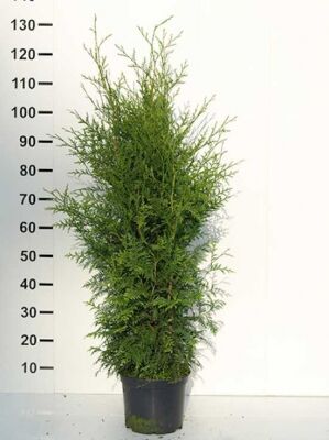 Große Thuja / Lebensbäume ab 300cm Größe günstig kaufen