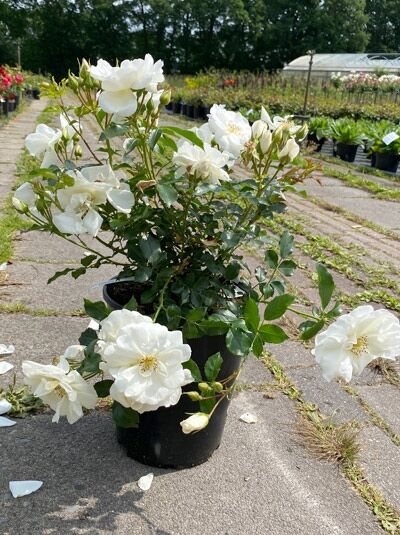 Rosa 'Schneeflocke ®' / Bodendeckerrose 'Schneeflocke' A-Qualität C5, Topfpflanze mit weißen Blüten und grünem Laub.