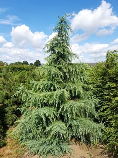Cedrus deodara (Himalaja-Zeder) 300-350 cm m. Db., aufrecht wachsender Nadelbaum mit überhängenden, blaugrünen Zweigen.