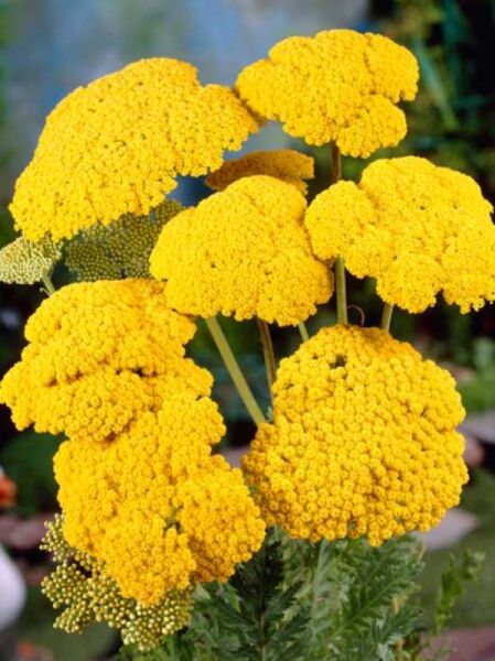 Schafgarbe 'Cloth of Gold' / Achillea filipendulina 'Cloth of Gold'