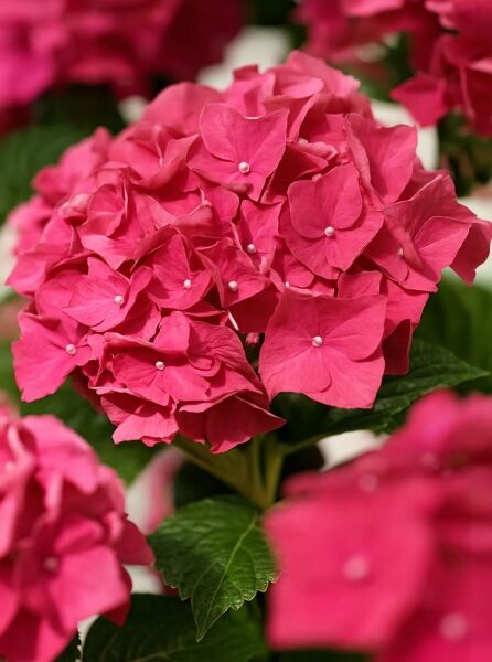 Bauern-Hortensie 'Pia' (Hydrangea macrophylla 'Pia') mit dichtem, pinkfarbenem Blütenball und grünen, gezähnten Blättern.