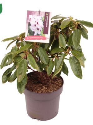 Rhododendron 'Blue Peter' / Rhododendron Hybride 'Blue Peter' kaufen