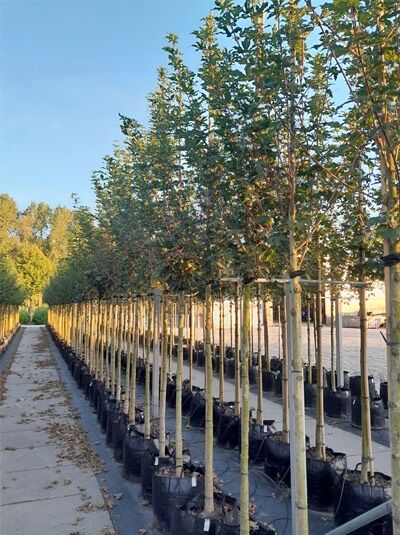 Feld-Ahorn Acer campestre 'Huibers Elegant' Hochstamm 12-14 StU im Container, Baumreihe mit aufrechtem Stamm und Laubkrone.