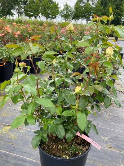 Rosa 'Meine Rose' / Edelrose 'Meine Rose' C5 im Topf, aufrechter Strauch mit grünem Laub und gelblichen Blütenknospen.