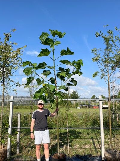 Blauglockenbaum / Paulownie / Kiribaum / Blauglockenbaum / Paulownie / Kiribaum