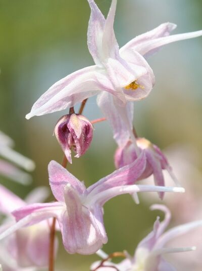 Elfenblume 'Akebono' - Epimedium grandiflorum 'Akebono'