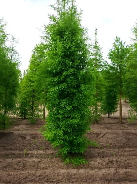 Taxodium distichum / Sumpf-Zypresse 400-450 cm, schlanker Baum mit dichtem, grünem Nadellaub auf Stamm (m. Db.)