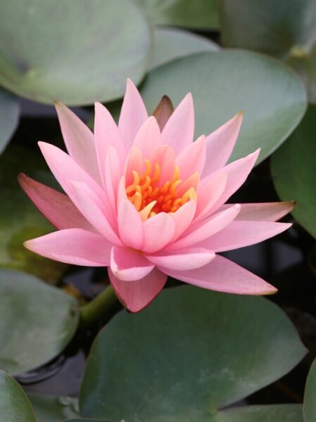 Seerose 'Colorado' / Seerose 'Colorado'