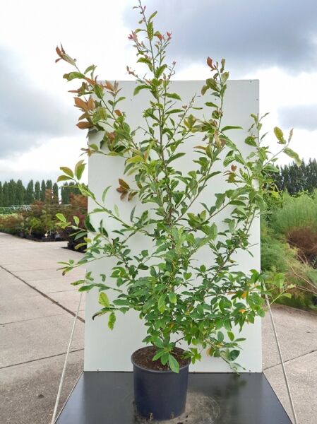 Nyssa sylvatica 'Wildfire' (Nymphenbaum) im C20-Container, 150–175 cm, mehrtriebiger Jungbaum mit grünen Blättern und rötlichem Austrieb