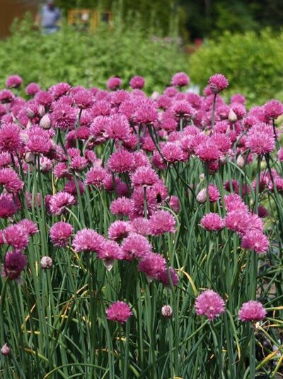 Allium schoenoprasum 'Forescate' / Purpur-Schnittlauch 'Forescate'
