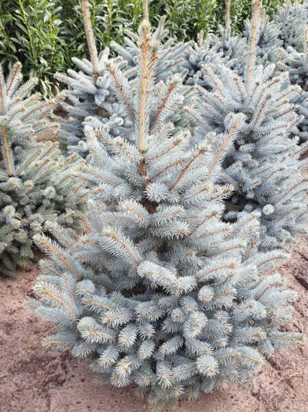 Picea pungens 'Super Blue Seedling' / Blaufichte 'Super Blue Seedling' 100-125 cm m. B., kompakter Nadelbaum mit silbrig-blauen Nadeln