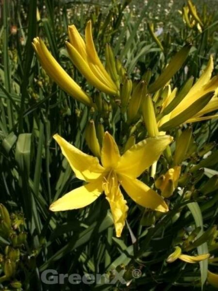 Zitronen-Taglilie / Hemerocallis citrina