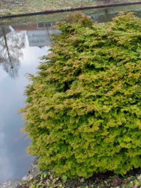 Hinoki-Scheinzypresse 'Pygmaea' / Chamaecyparis obtusa 'Pygmaea'