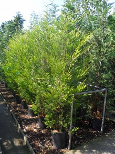 Gelbe Riesenzypresse Cupressocyparis leylandii 'Castlewellan Gold', 200–250 cm, im Container C35, mit gelbgrünem Nadelwerk.