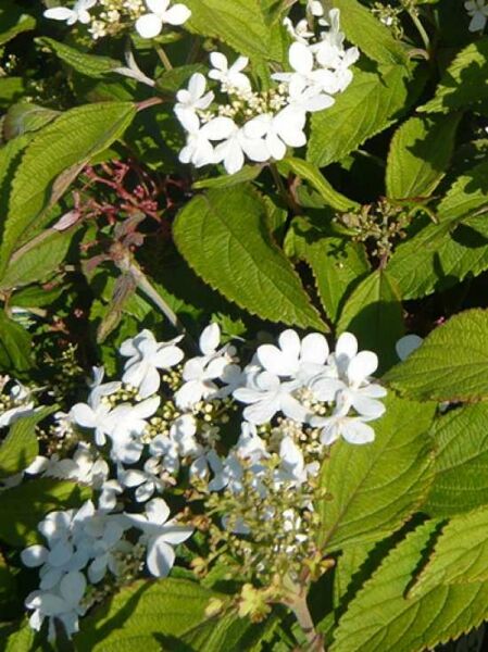 Viburnum plicatum 'Watanabe' Stämmchen / Japanischer Zwerg-Schneeball