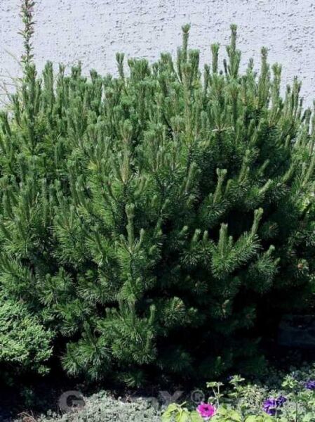 Pinus mugo 'Hesse' / Zwerg-Bergkiefer 'Hesse'