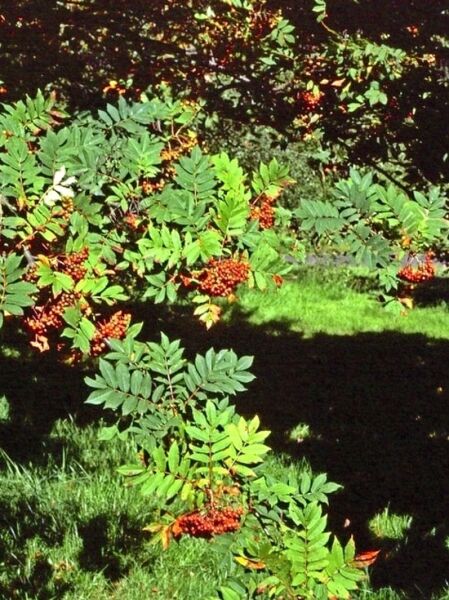 Japanische Eberesche / Sorbus commixta