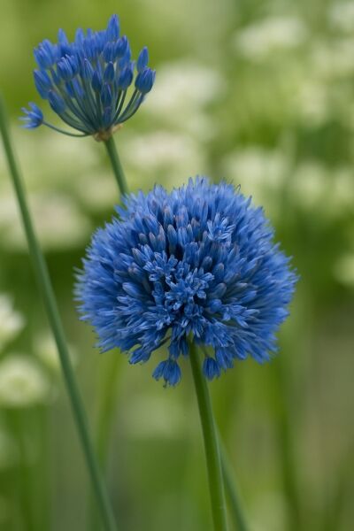 Sibirischer Lauch / Sibirischer Lauch