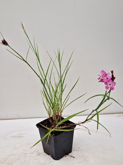 Kartäuser-Nelke (Dianthus carthusianorum) im Topf P9 mit grünen, schmalen Blättern und rosa Blütenstielen.