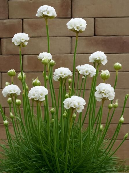 Weiße Grasnelke / Grasnelke / Armeria maritima 'Alba'