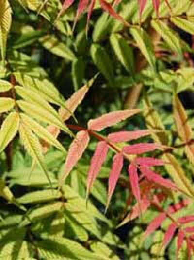 Sorbaria sorbifolia 'Sem' ® / Sibirischer Fiederspiree 'Sem' ® mit gefiederten Blättern, Austrieb rötlich, später grünlich-gelblich