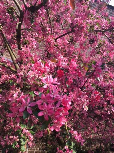 Zierapfel 'Radiant' / Malus 'Radiant'