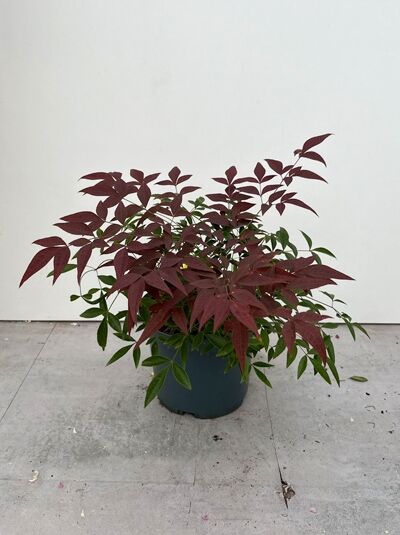 Himmelsbambus 'Flirt' / Nandine 'Flirt' - Nandina domestica 'Flirt'