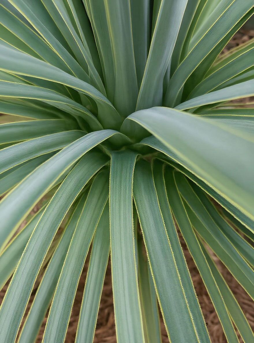 Palmlilie 'Sapphire Skies' - Yucca rostrata 'Sapphire Skies' - Baumschule  NewGarden
