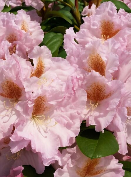 Rhododendron Hybride 'Janet Blair' (Rhododendron 'Janet Blair') mit hellrosa Blüten und dunkelgrünen, ledrigen Blättern.