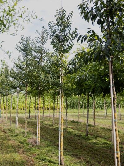 Lotuspflaume / Dattelpflaume / Diospyros lotus