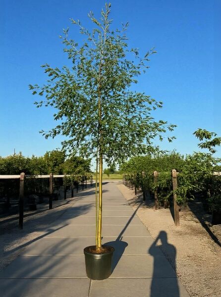 Schlitzblättrige Schwarz-Erle (Alnus glutinosa 'Laciniata') Hochstamm 14-16 StU im Container, belaubter Baum mit schlitzigen Blättern.